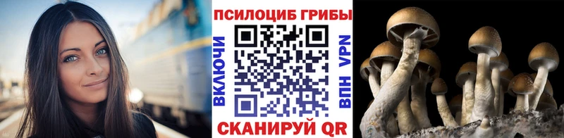 Галлюциногенные грибы Psilocybine cubensis  хочу   Светлоград 